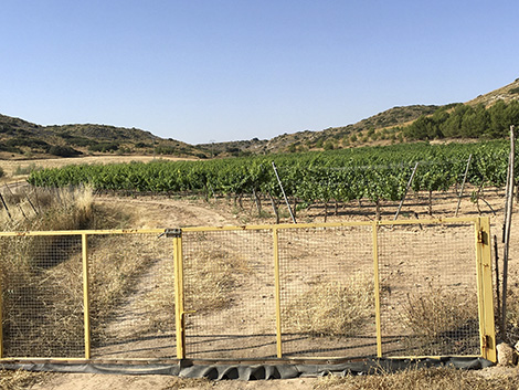 La trilogía de la malvar y otros logros de Más Que Vinos