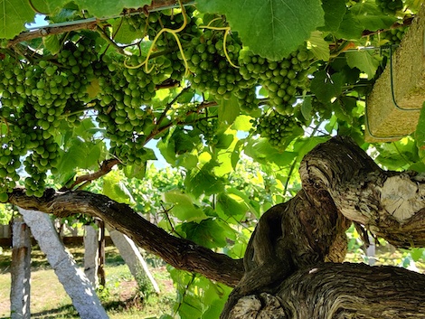 Fulcro: nuevos vinos que enriquecen la diversidad de Rías Baixas 