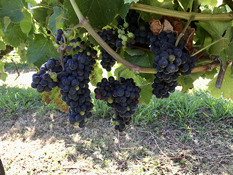 Doniene Gorrondona, el txakoli vizcaíno de costa