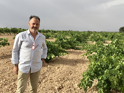 ¿Vuelven las uvas ancestrales de Castilla-La Mancha?