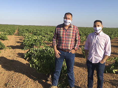 ¿Vuelven las uvas ancestrales de Castilla-La Mancha?