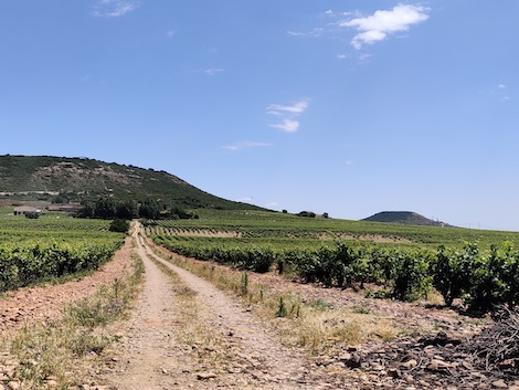 Villota: vinos de meandro en Rioja Alavesa