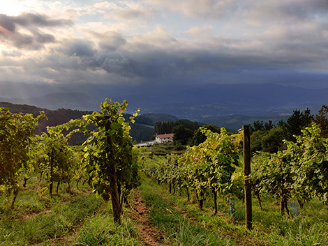 La metamorfosis del txakoli