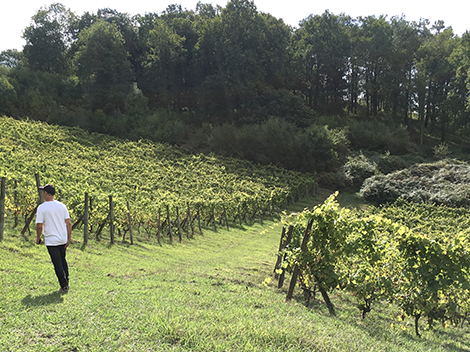 Txakoli: una guía de productores y vinos