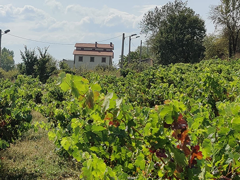 Ribera del Duero pone la vista en Rioja