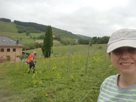 Las Siete Vidas de los vinos de Asturias