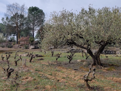 Amaren: El legado de una familia y la búsqueda de los vinos con verdad