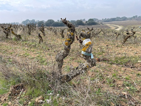 Amaren: El legado de una familia y la búsqueda de los vinos con verdad