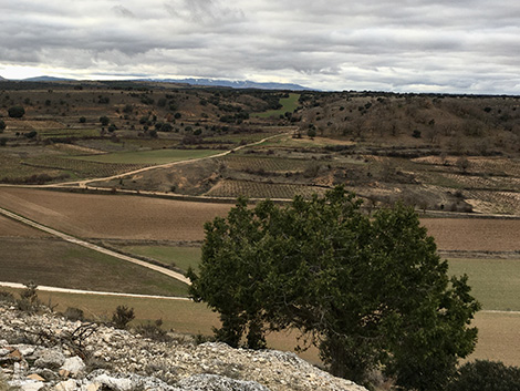 Dominio de Atauta: en el valle de las viñas centenarias