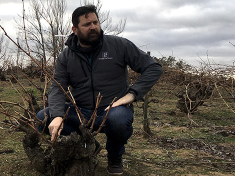 Dominio de Atauta: en el valle de las viñas centenarias