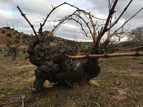 Dominio de Atauta: en el valle de las viñas centenarias