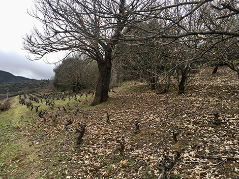 César Márquez: escribiendo el futuro del Bierzo