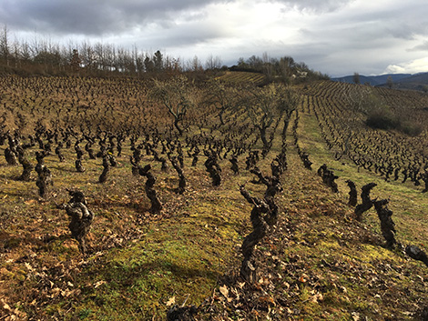 César Márquez: escribiendo el futuro del Bierzo