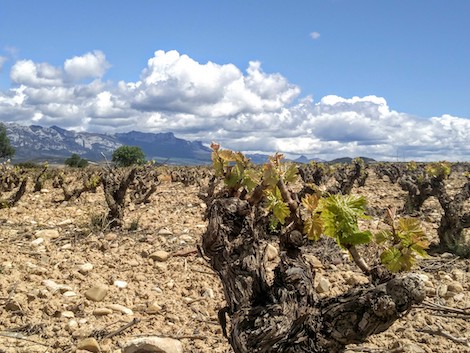 Volumen o valor: el órdago de más de 200 pequeñas bodegas de Rioja