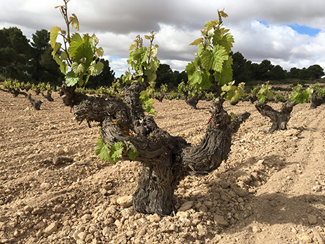 Bodegas Cerrón, la nueva Jumilla que explora el terruño