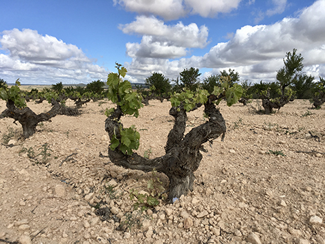 Bodegas Cerrón, la nueva Jumilla que explora el terruño