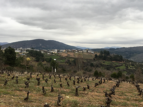 Vinos de villa y paraje: los nuevos terruños del Bierzo 