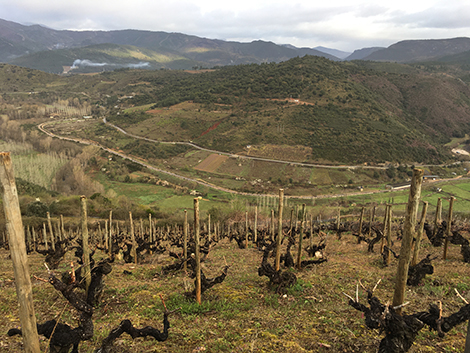 Vinos de villa y paraje: los nuevos terruños del Bierzo 