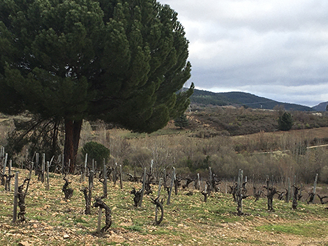 Vinos de villa y paraje: los nuevos terruños del Bierzo 