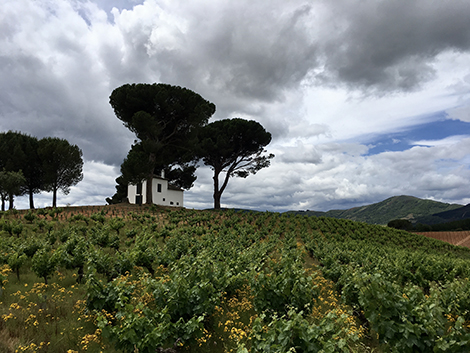 Vinos de villa y paraje: los nuevos terruños del Bierzo 