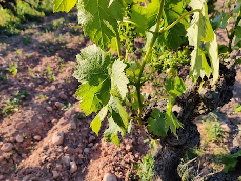 Conca de Barberà: monasterios, bodegas modernistas y trepat