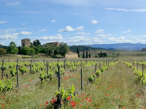 Conca de Barberà: monasterios, bodegas modernistas y trepat