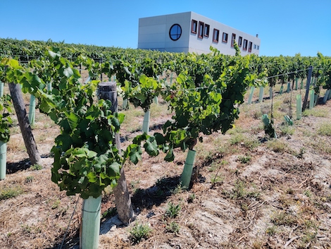 Un Arca de Noé vitícola en el pago de Añina en Jerez