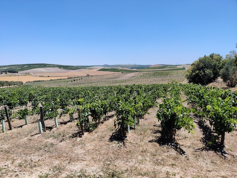 Un Arca de Noé vitícola en el pago de Añina en Jerez