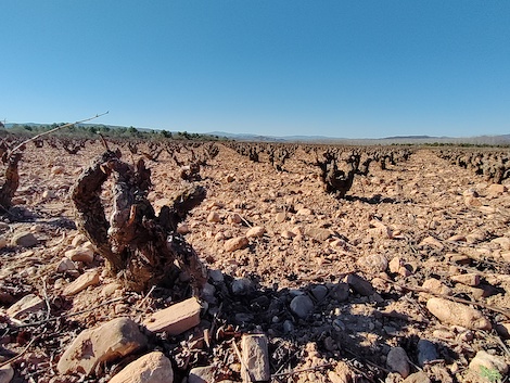 Viña Zorzal: La bodega que creció haciéndose más pequeña