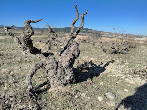 Viña Zorzal: La bodega que creció haciéndose más pequeña