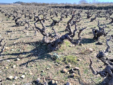 Viña Zorzal: La bodega que creció haciéndose más pequeña