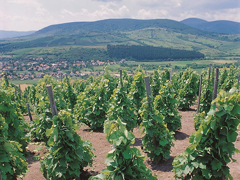 Tempos Vega Sicilia apuesta por los vinos blancos