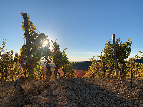 Remírez de Ganuza explores new paths in Rioja