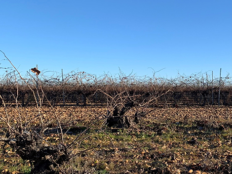 Pagos de Villavendimia defiende el vaso en sus viñas de La Seca 