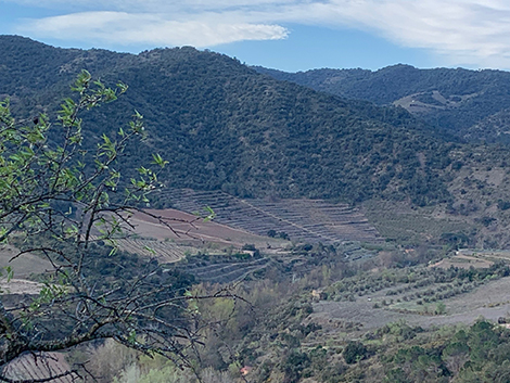 Mas Doix: tintos del Priorat que envejecen con clase 