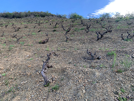 Mas Doix: tintos del Priorat que envejecen con clase 