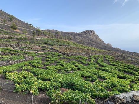 Llanos Negros, a Malvasía grand cru in the island of La Palma