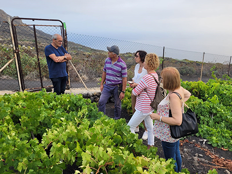 Llanos Negros, a Malvasía grand cru in the island of La Palma