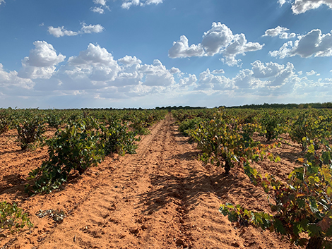 Ribera del Júcar, la bobal de suelos pedregosos