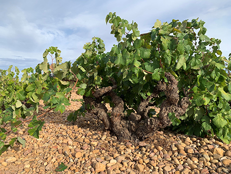 Ribera del Júcar, la bobal de suelos pedregosos