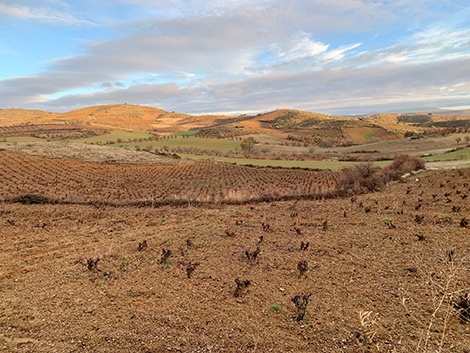 Bodegas San Alejandro: una cooperativa modélica en Calatayud