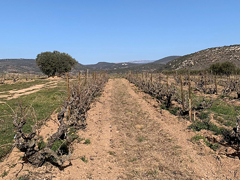 Lagravera: haciendo vino en el territorio de las viñas borradas