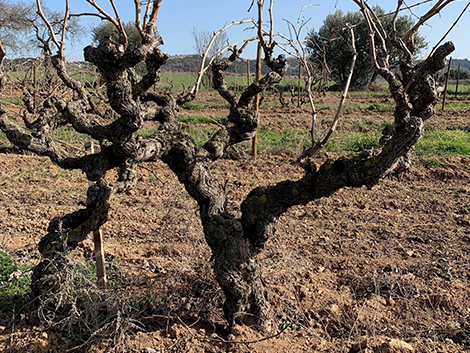 Lagravera: haciendo vino en el territorio de las viñas borradas