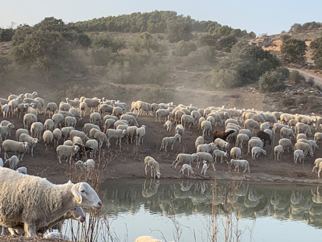 Lagravera: haciendo vino en el territorio de las viñas borradas