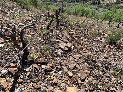 Victoria Ordóñez y la voluntad de hacer revivir los Montes de Málaga