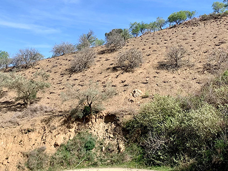 Victoria Ordóñez y la voluntad de hacer revivir los Montes de Málaga