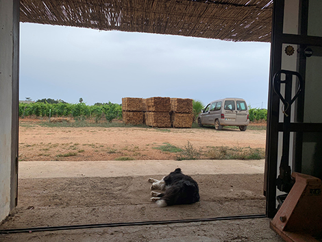 Pep Rodríguez, de Soca-Rel: retrato de un vigneron mallorquín