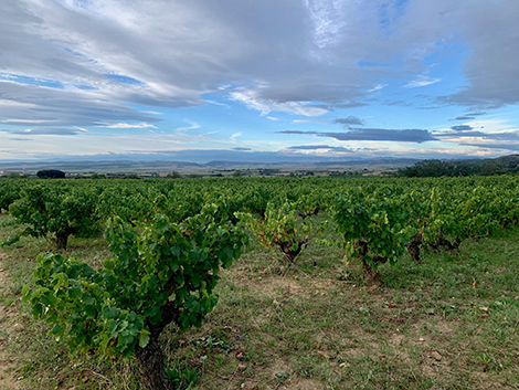 Aseginoloza & Leunda: garnachas evocadoras que nacieron como hobby