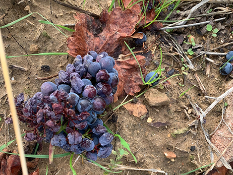 Aseginoloza & Leunda: garnachas evocadoras que nacieron como hobby