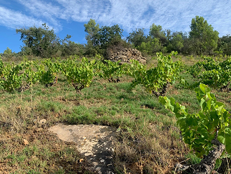 Aseginoloza & Leunda: garnachas evocadoras que nacieron como hobby